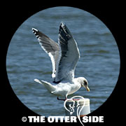 Slaty-backed Gull