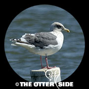 Slaty-backed Gull
