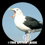 Great Black-backed Gull