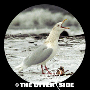 Glaucous Gull