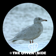 Glaucous Gull