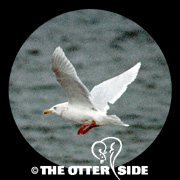 Glaucous Gull