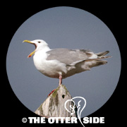 Glaucous-winged Gull