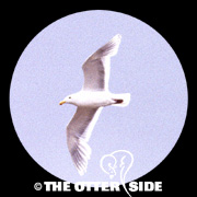 Glaucous-winged Gull
