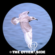 Glaucous-winged Gull