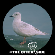 Iceland Gull - Nominate