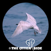 Iceland Gull - Nominate