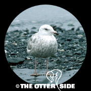 Iceland Gull - Kumlien's