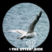 Iceland Gull - Kumlien's