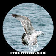 Iceland Gull - Kumlien's