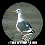 Western Gull