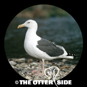Western Gull