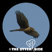 Northern Harrier