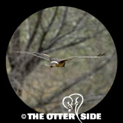Northern Harrier