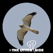 Northern Harrier