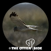 Northern Harrier
