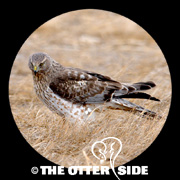 Northern Harrier