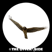 Northern Harrier
