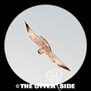 Northern Harrier
