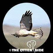 Northern Harrier