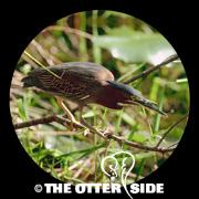 Green Heron