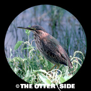 Green Heron