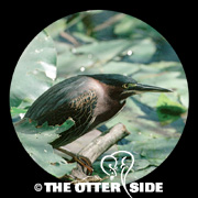 Green Heron