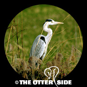 Gray Heron