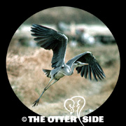 Gray Heron