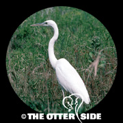 Great White Heron