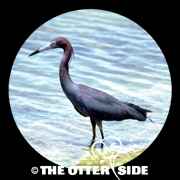 Little Blue Heron