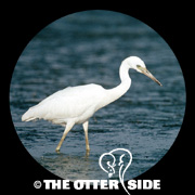 Little Blue Heron