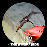 Long-billed Hermit