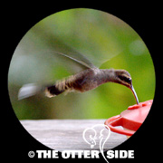 Long-billed Hermit