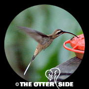Long-billed Hermit