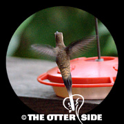 Long-billed Hermit
