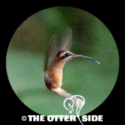 Stripe-throated Hermit