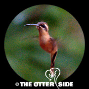 Stripe-throated Hermit