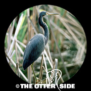 Tricolored Heron