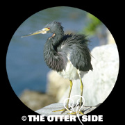 Tricolored Heron