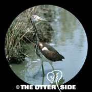 Tricolored Heron