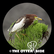 Chinese Pond Heron