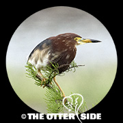 Chinese Pond Heron