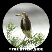 Chinese Pond Heron