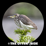 Chinese Pond Heron