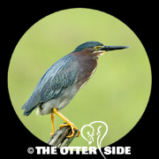 Green Heron
