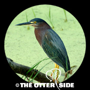 Green Heron