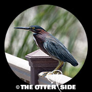 Green Heron