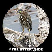 Green Heron