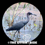 Little Blue Heron